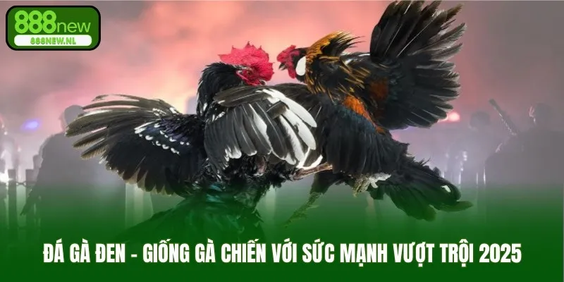 đá gà đen